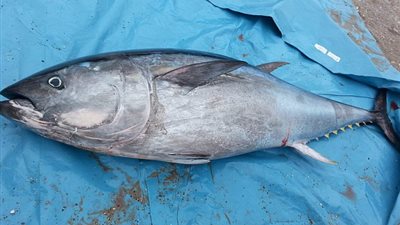 بالصور.. العثور على 