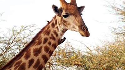 الزراعة تبحث عن عريس للزرافة 