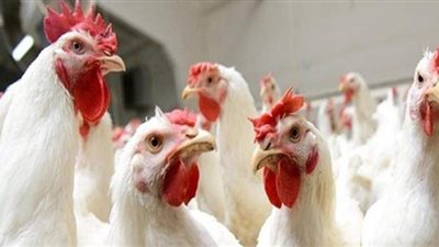 ارتفاع أسعار الدواجن والرومي تزامنا مع أعياد الكريسماس