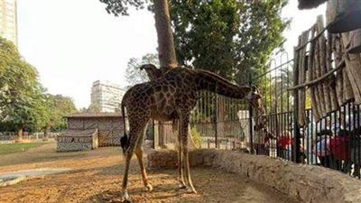 حديقة الحيوان: 