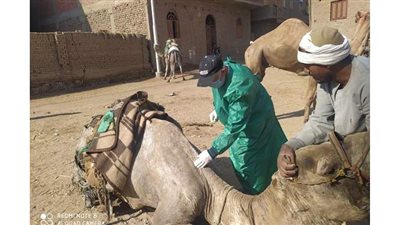 قوافل بيطرية لفحص وعلاج مواشي صغار المزارعين مجانا في محافظتي قنا وأسوان
