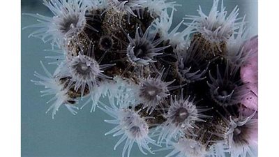 حياة ومخلوقات جديدة..اكتشاف مذهل داخل أعماق البحار