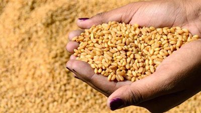 ارتفاع أسعار القمح العالمية في 2021.. وغرفة الحبوب تكشف التداعيات