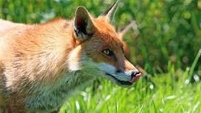 تفسير حلم رؤية الثعلب في المنام وعلاقته بالمشكلات والهموم