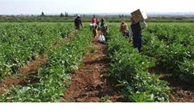 أهداف ومزايا وعيوب التأمين الزراعى الجماعى