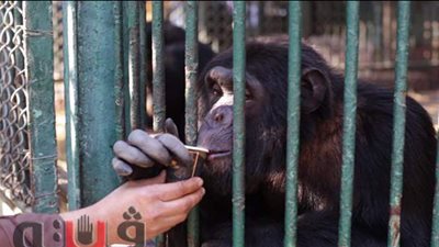 بليلة وعسل وشاي للقردة.. وجبات الحيوانات في حديقة الجيزة | فيديو