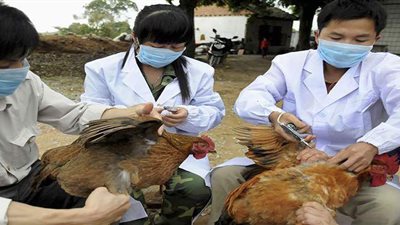 تفشي إنفلونزا الطيور في 14 محافظة يابانية
