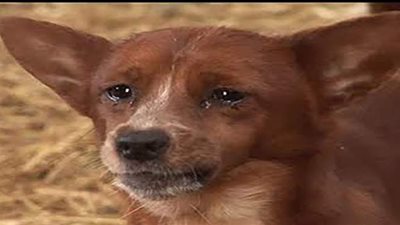 في موقف غريب ومؤثر.. كلب ضال يبكي كلما يحصل على طعام | فيديو