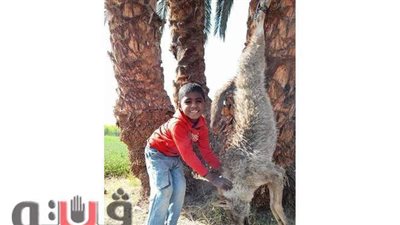 موسم صيد الذئاب.. أهالي قنا يقتلون الحيوانات المفترسة خوفا على حياة الأطفال.. ويعلقونها على الأبواب لطرد 