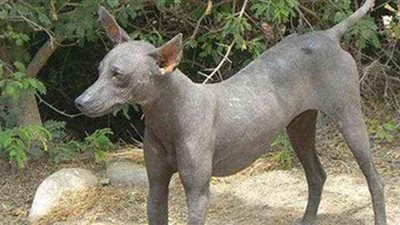 لماذا يكثر ظهور 