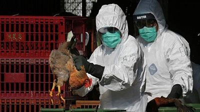 نفوق 1700 طائر مهاجر بإنفلونزا الطيور في الهند