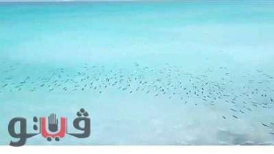 أسماك غريبة على شواطئ مطروح.. 