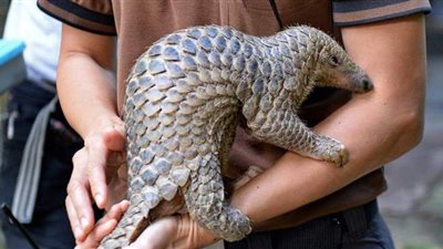 أحد أسباب كورونا.. السجن 14 عاماً لشبكة صينية تهرب حراشف آكل النمل