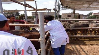 الانتهاء من حصروترقيم الثروة الحيوانية بجميع قري الشرقية