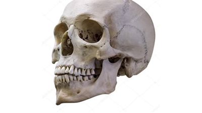 النيابة في واقعة العثور على هيكل عظمي: ملك طبيب بشري توفي والخادمة تخلصت منها