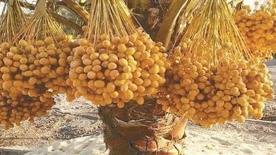 تخصيص 13 ألف فدان للاستثمار الزراعي في النخيل بالوادى الجديد