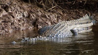 هارب من القانون يلجأ للاختباء في غابة للتماسيح بأستراليا