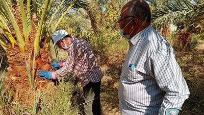 نشر فرق لمكافحة سوسة النخيل الحمراء بالوادى الجديد