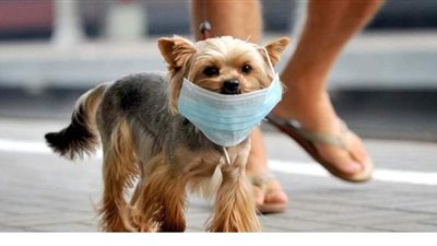 النيابة في واقعة إمبابة: اقتناء الكلاب يستلزم تصريحا من الزراعة والطب البيطري