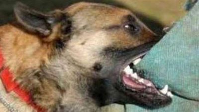 إصابة عجوز وطفل عقرهما كلب ضال في الدقهلية