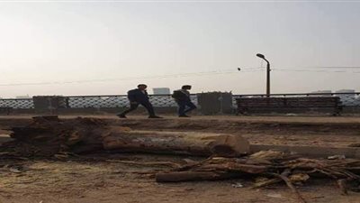 استياء أهالي بنها بسبب قطع الأشجار المعمرة