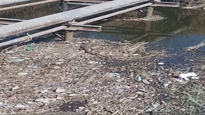 ظهور حيوان غريب بإحدى ترع أسيوط.. والبيئة تكشف هويته