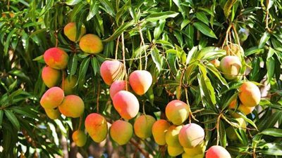 مفاوضات لفتح السوق الأمريكي أمام صادرات المانجو المصرية