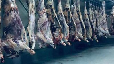 تفاصيل تشغيل أحد أكبر المجازر الآلية في مصر