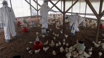 مأساة جديدة.. انفلونزا الطيور تضرب فرنسا