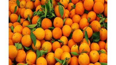 استئناف تصدير الموالح المصرية للصين السبت المقبل.. وإذاعة التفتيش على المزارع بالفيديو كونفرانس