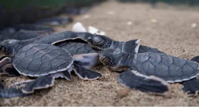 السلاحف الصغيرة تنطلق نحو الحرية في إندونيسيا