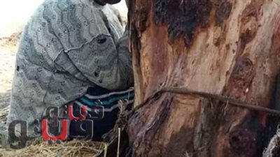 إخلاء سبيل الأم المتهمة بتقييد نجلها في شجرة بالشرقية