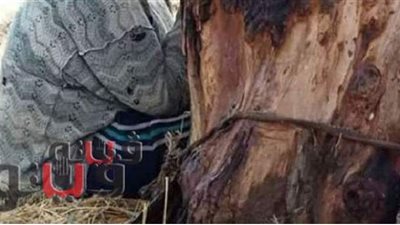 أول تصريح للأم المتهمة بتقييد نجلها في شجرة بالشرقية بعد إخلاء سبيلها