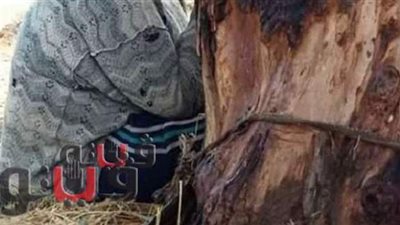 فاعل خير يتكفل بنفقات سيدة اتهمت بتقييد نجلها في شجرة بالشرقية