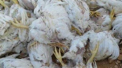 ضبط أطنان من الدجاج النافق قبل تقديمه وجبات للمواطنين ببورسعيد | صور