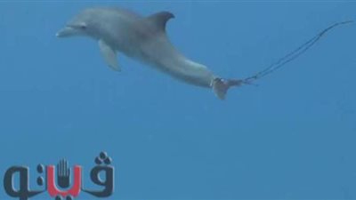 المحميات الطبيعية تكثف جهودها لإنقاذ دولفين صغير بالغردقة | فيديو وصور