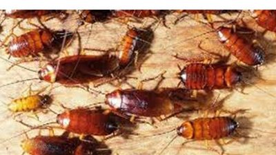 تفسير حلم الصراصير في المنام وعلاقته بالعادات السيئة والأعداء والحسد