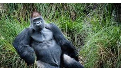 إصابة اثنين من الغوريلا بفيروس كورونا في أمريكا