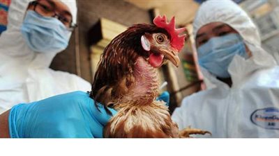 طوارئ في بريطانيا بعد رصد إصابات بمرض إنفلونزا الطيور