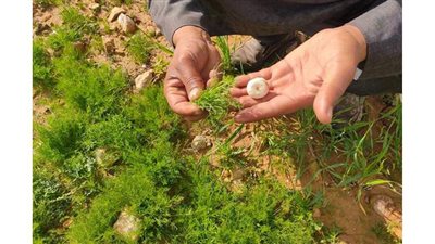 التنقيب عن فطر الصحراء.. 