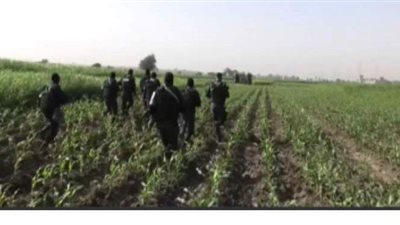 ضبط 309 متهمين بحوزتهم 2 طن بانجو و32 كيلو حشيش و14 ألف قرص مخدر ومنشط