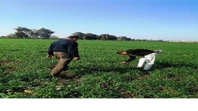 لجان لمتابعة حل مشاكل زراعات محصول القمح والفول بزراعة البحيرة