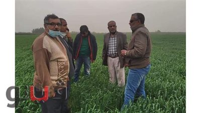 الزراعة تشيد بحقول المحاصيل الشتوية بالقنطرة شرق فى الإسماعيلية| صور
