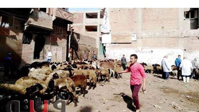 قافلة بيطرية مجانية بـ