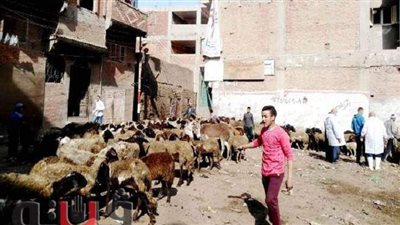 «بيطري الشرقية»: فحص المشاكل التناسلية والخصوبة للحيوانات في القوافل المجانية