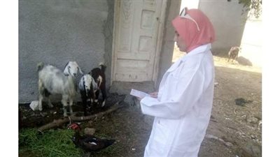 بيطري البحيرة: تحصين 7473 رأس ماشية وتلقيح ١٨٠٠ طائر ضد انفلونزا الطيور