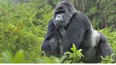 أستاذ فيروسات: كورونا ينتقل من الإنسان إلى الحيوان