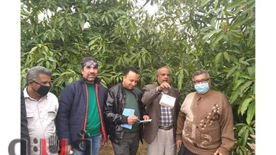 لجنة من الزراعة للتفتيش على مصائد ذباب الفاكهة في الإسماعيلية | صور