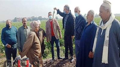 ندوات إرشادية مكثفة للنهوض بمحصول بنجر السكر بالشرقية