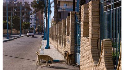 حديقة راضي.. أصول غير مستغلة تحتاج إلى التطوير في مطروح | صور